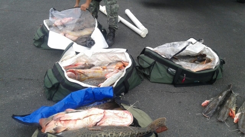 peixes apreendidos desembargador