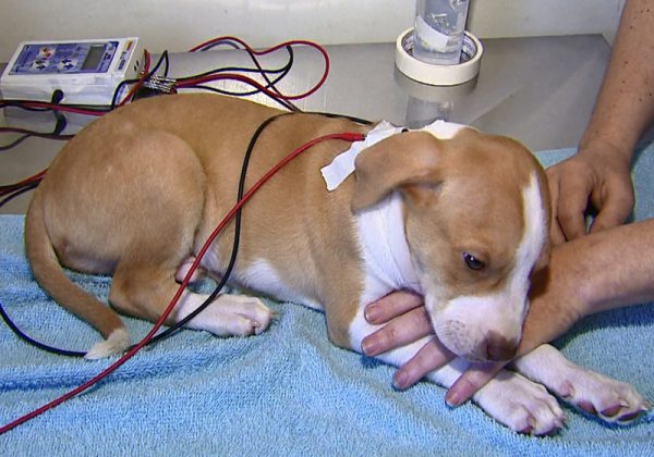 pitbulltetraplegico-600x420