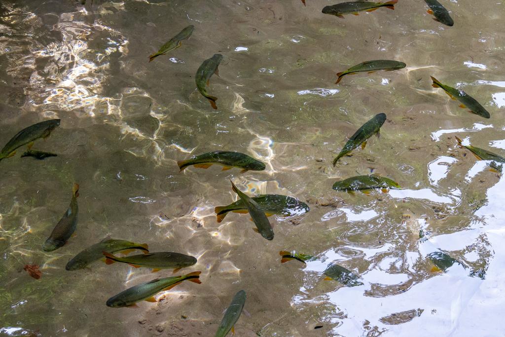 030516_Bom Jardim-10x