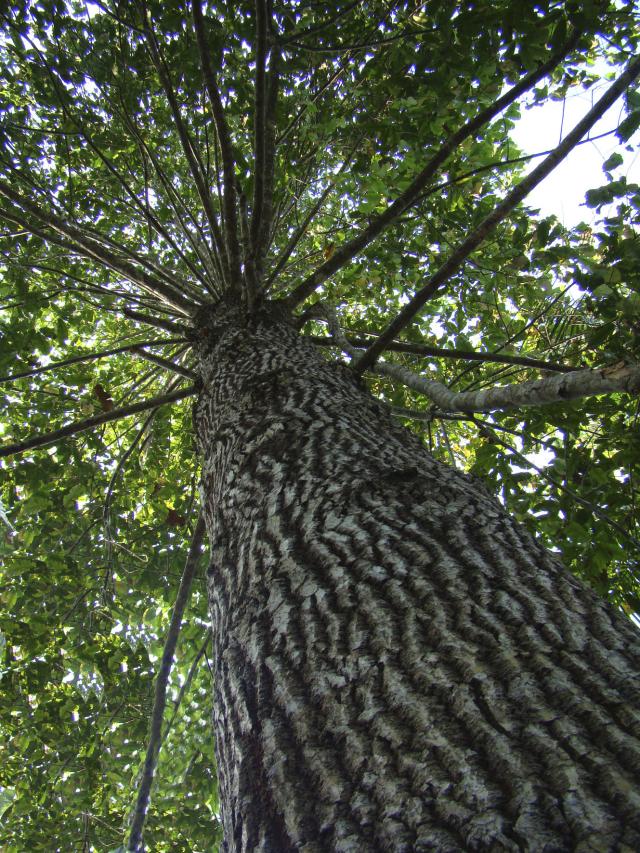 CASTANHEIRA DO BRASIL