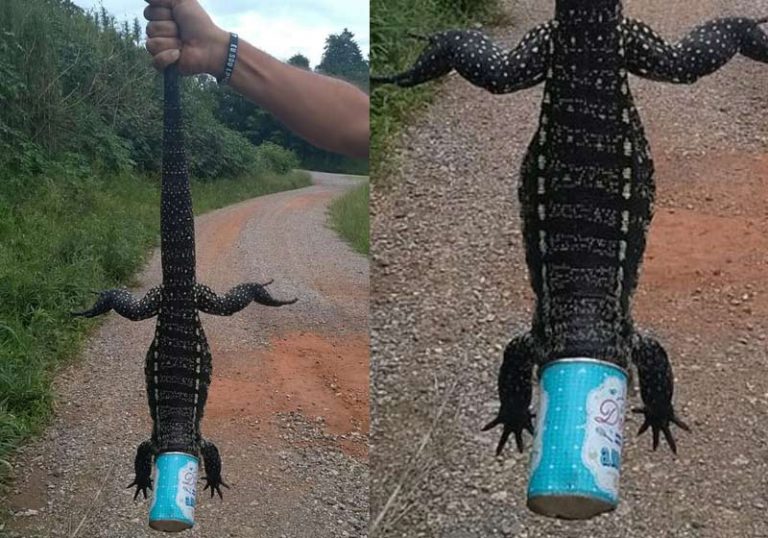 lagarto-close-768x538