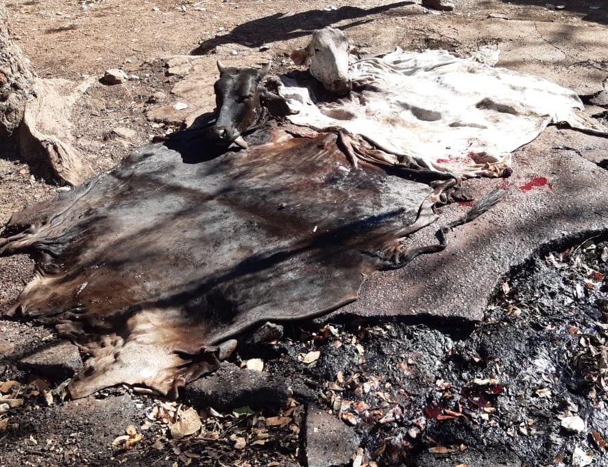 ROUBO DE GADO EM MT 2