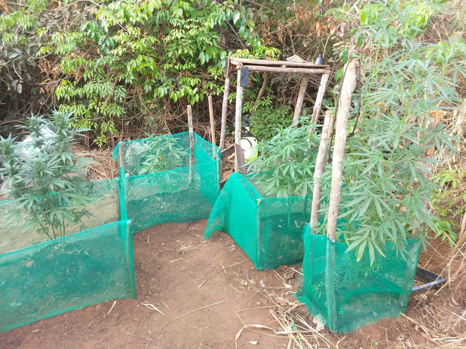 plantacao de maconha