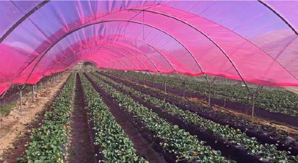 plastico-vermelho-20