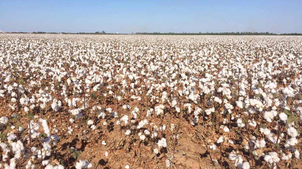 Venda da safra de algodão em Mato Grosso chega a 60%; preço da arroba cai 3%