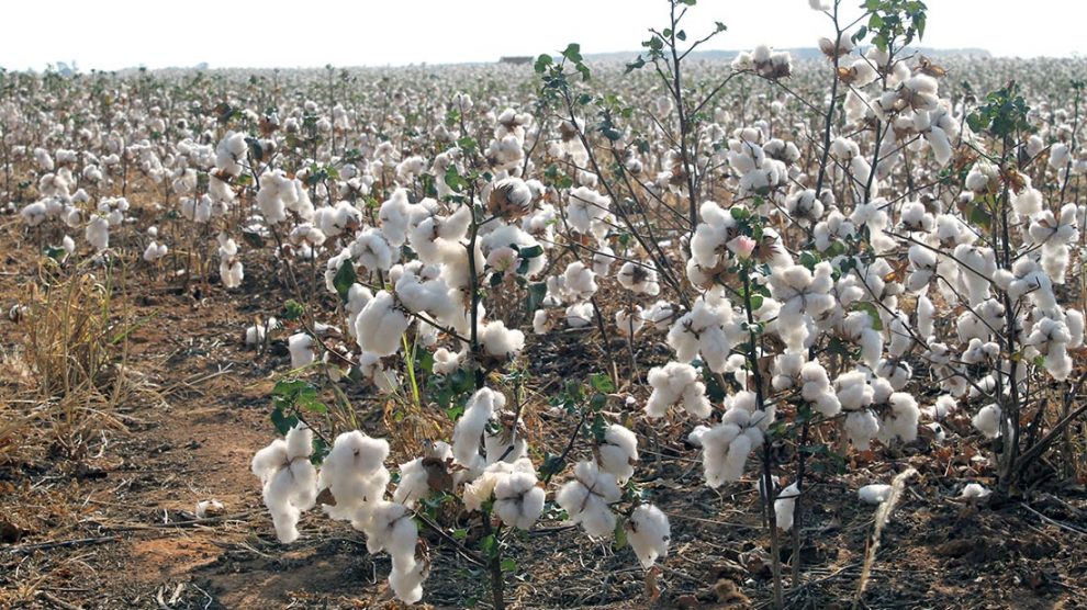 algodacc83o-fase-de-colheita-em-sinop-23-agosto-de-2019-socc81-noticc81cias-guilherme-araucc81jo-990x556-1