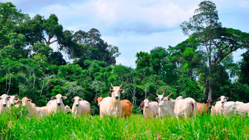 gado-boi-vaca-34-setembro-2020-assessoria-990x556-1