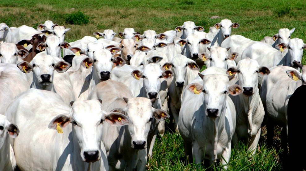 gado-boi-vaca-36-outubro-2020-assessoria-990x556-1