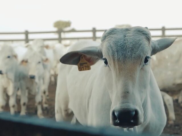 reducao-marca-a-fogo-substituicao-brincos-bottons-fazenda-sao-clemente-agropecuaria-marcondes-cesar-bem-estar-animal-640x480-3 boi, preços