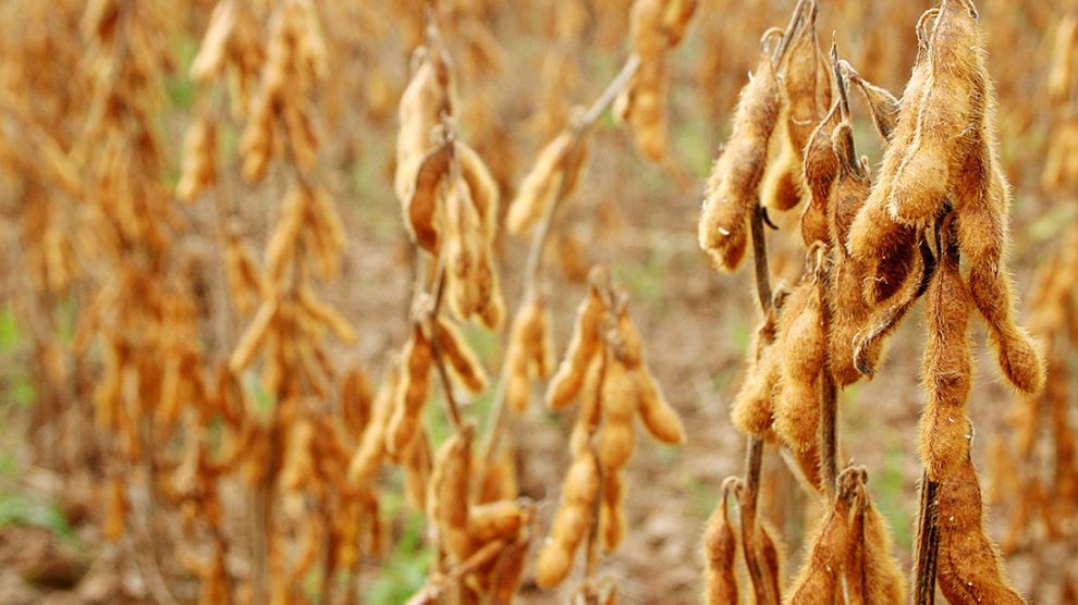 soja-em-gracc83os-10-fevereiro-2021-assessoria-990x556-1