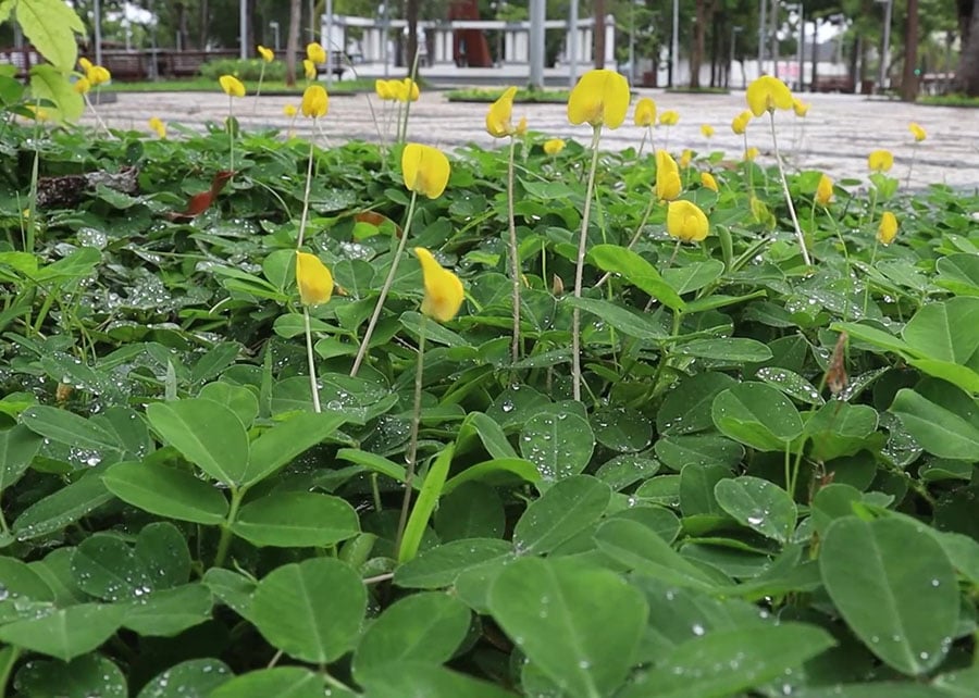 tecnologia usada na pecuária inspira projeto de paisagismo