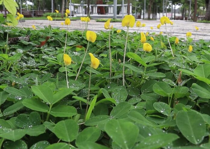 tecnologia usada na pecuária inspira projeto de paisagismo