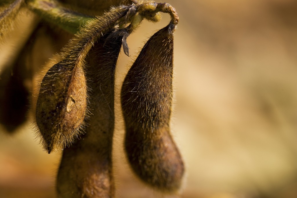 asset-71313_original-1024x683-1 soja seca