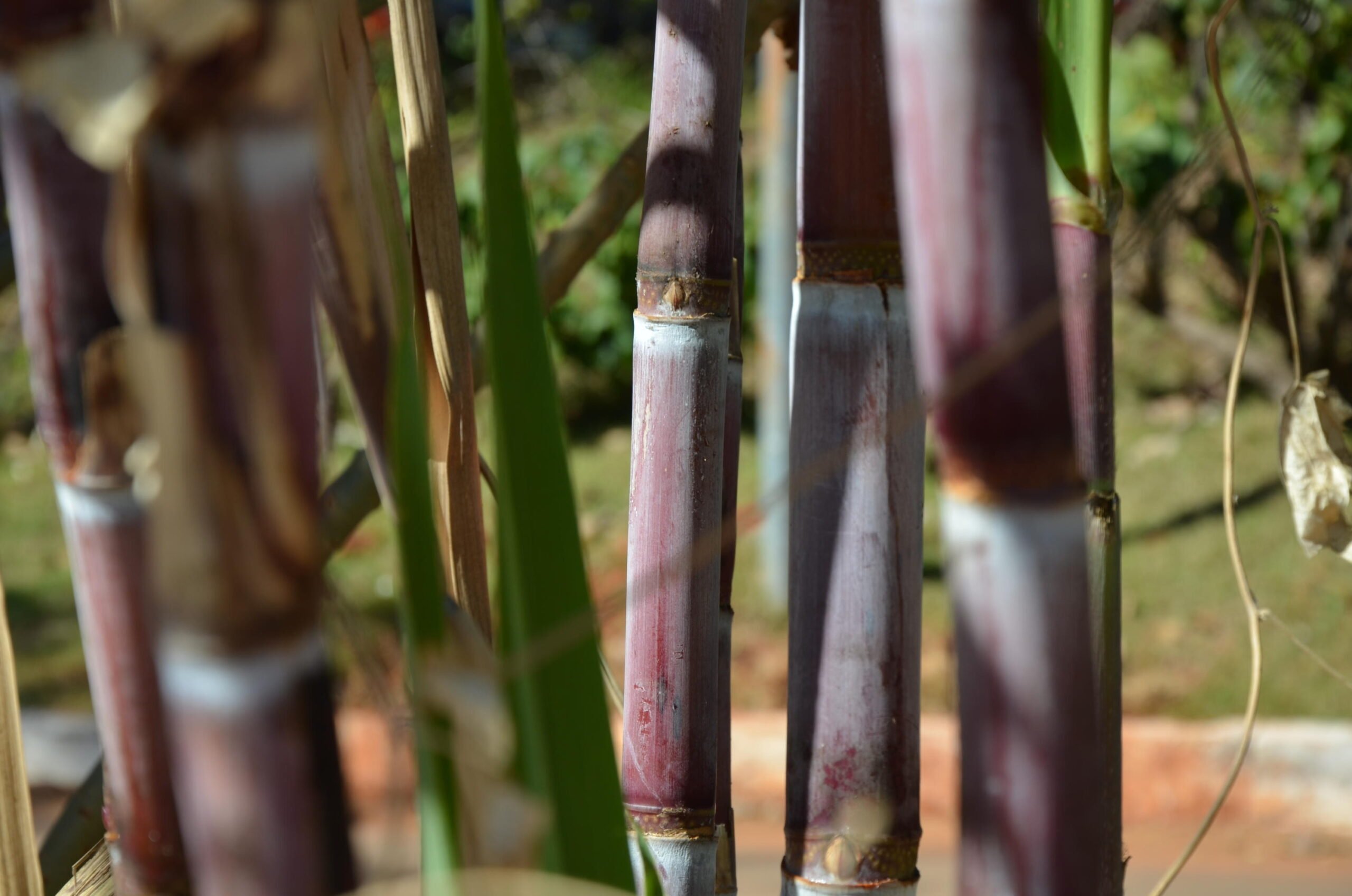 cana-de-acucar-foto-embrapa-agroenergia-scaled-1 cana-de-açúcar - vbp dp agro mineiro