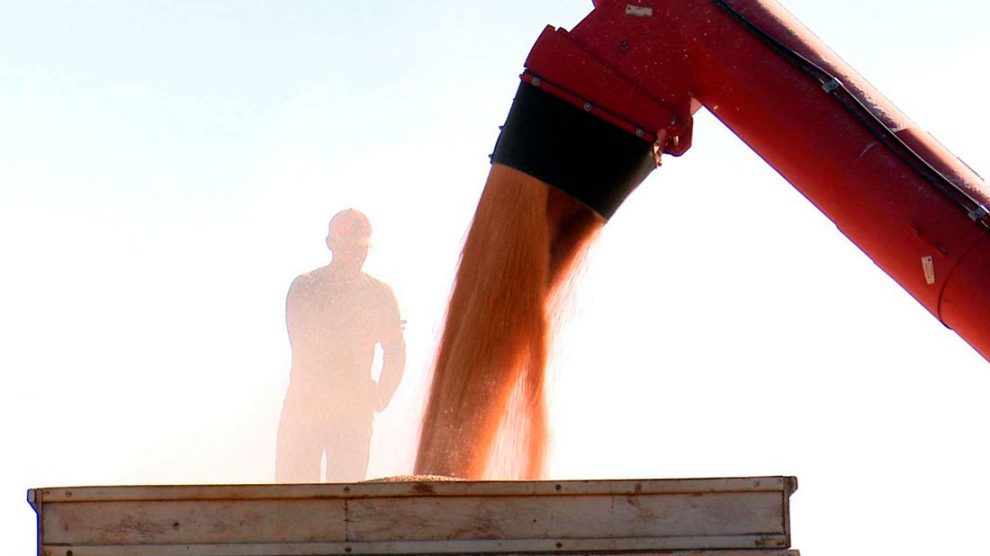 colheita-de-milho-em-sorriso-25-julho-2021-socc81-noticc81ciaslucas-torres-990x556-1