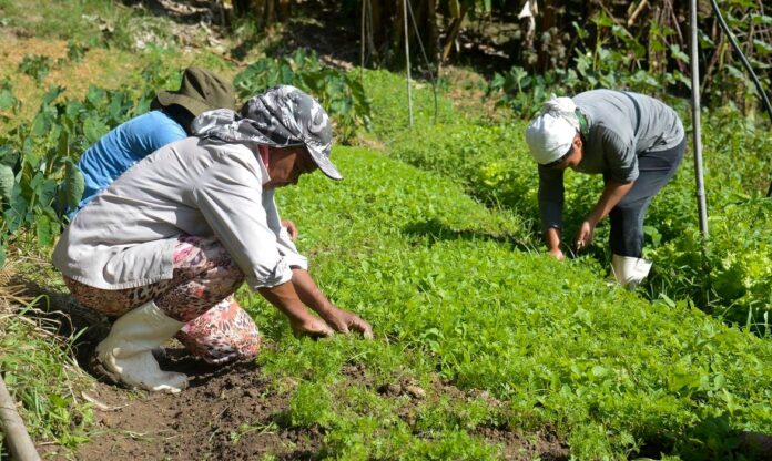 agricultura familiar, mulheres