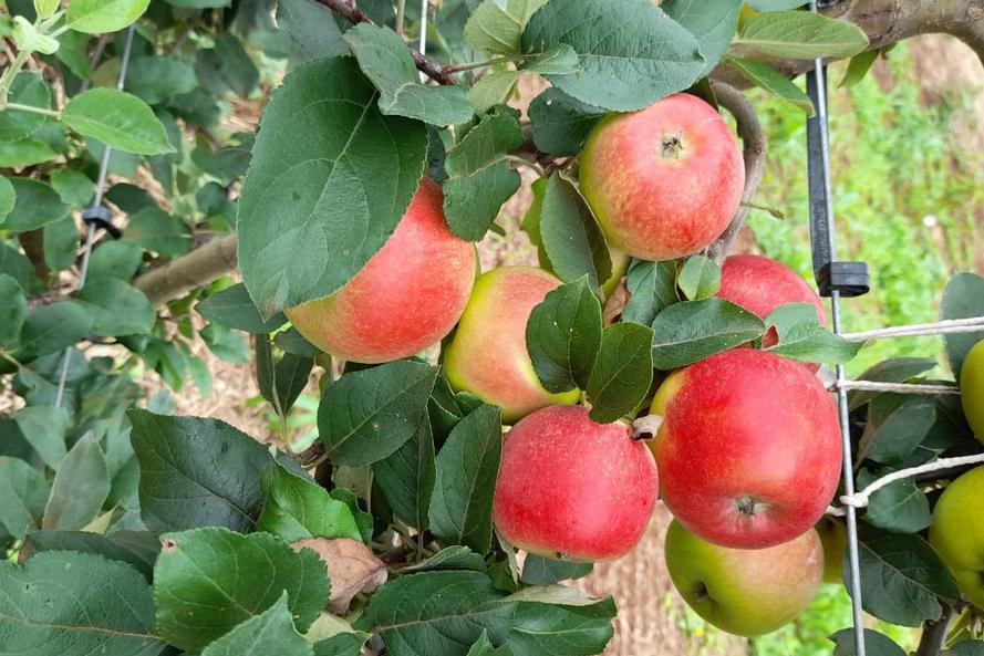 normal_whatsapp_image_20201209_at_14-27-35 maçã