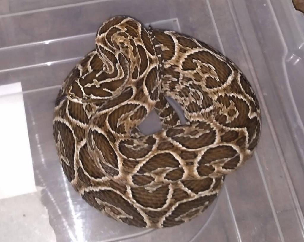 Empreendimentos para criação de serpentes venenosas exigem infraestrutura e manejo adequados Empreendimentos para criação de serpentes venenosas exigem infraestrutura e manejo adequados