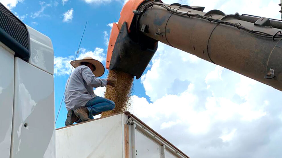 colheita-de-soja-3-soja-em-gracc83os-sinop-janeiro-2022-socc81-noticc81cias-990x556-1