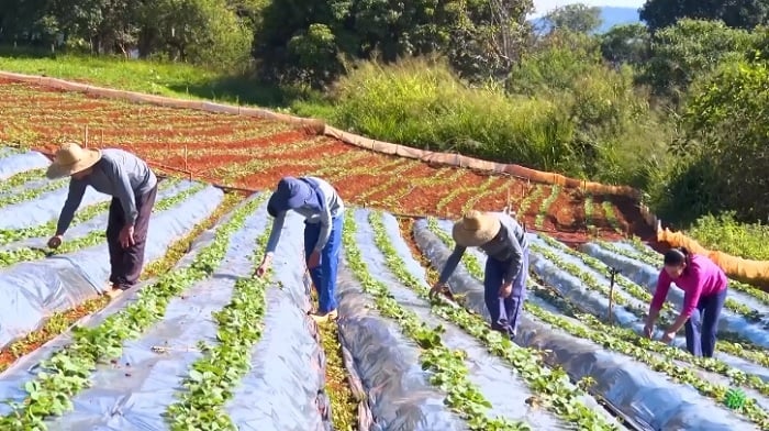 morango_2023-05-22-201219_lnit