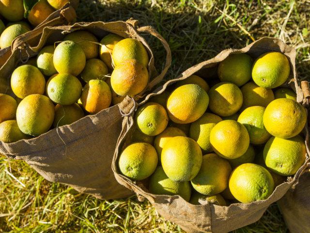 29303285508_9cd650fd99_k-640x480-1 colheita de laranja, frutas