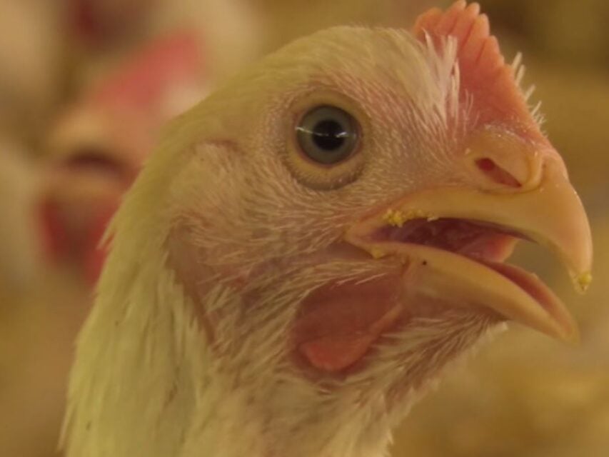 papo-pendular-ligadoseintegrados-853x640-1 frango, manual avicultura,probióticos