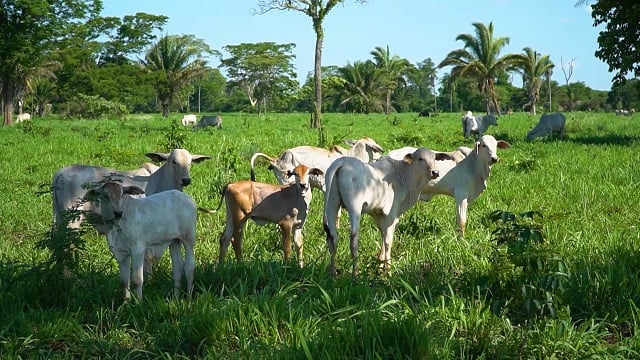 pecuaria-mato-grosso-mt-sustentavel-pantanal