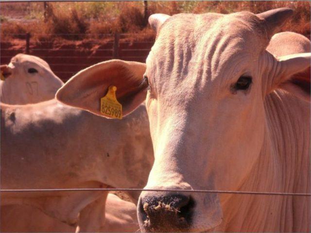 rastreabilidade-gado-de-corte-sao-paulo-eras-sisbov-640x480-1 rastreabilidade-gado-de-corte-sao-paulo-eras-sisbov