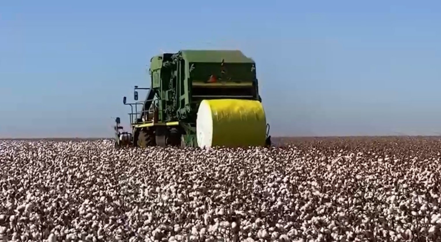 algodao-mato-grosso-canal-rural-mato-grosso-pedro-silvestre algodão mato grosso canal rural mato grosso pedro silvestre