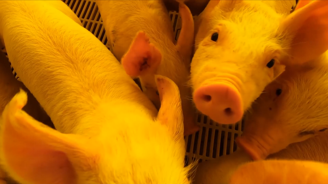 captura-de-tela-2022-05-16-110659 Suinocultura, doença