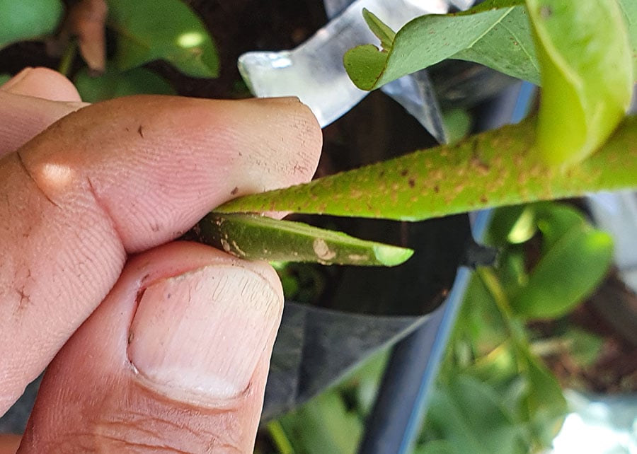 enxertia-multiplicacao-embrapa-cerrado Pesquisadores conseguem produzir mudas de baru por meio de enxertia