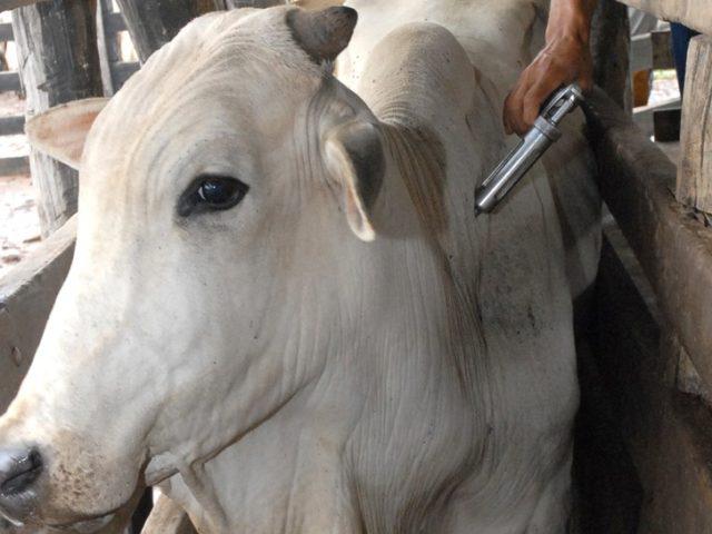 febre-aftosa-640x480-1 bovino sendo vacinado contra febre aftosa - - Prêmio Desafio Pecuária Responsável