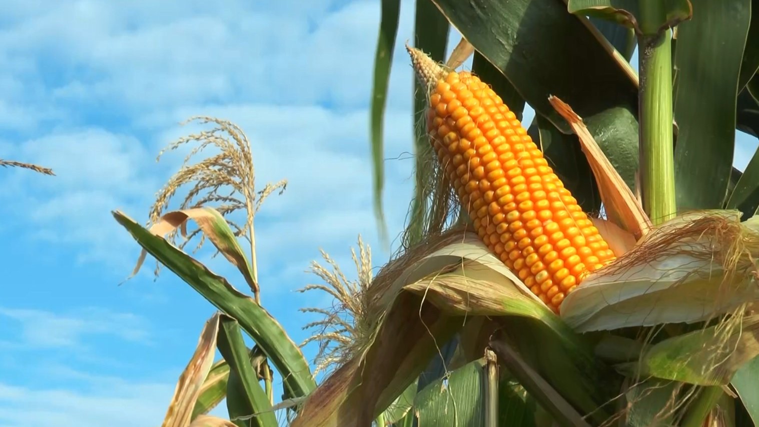 mais-milho-especial-maracaju-ms-foto-canal-rural-mato-grosso-4 mais milho especial maracaju ms foto canal rural mato grosso