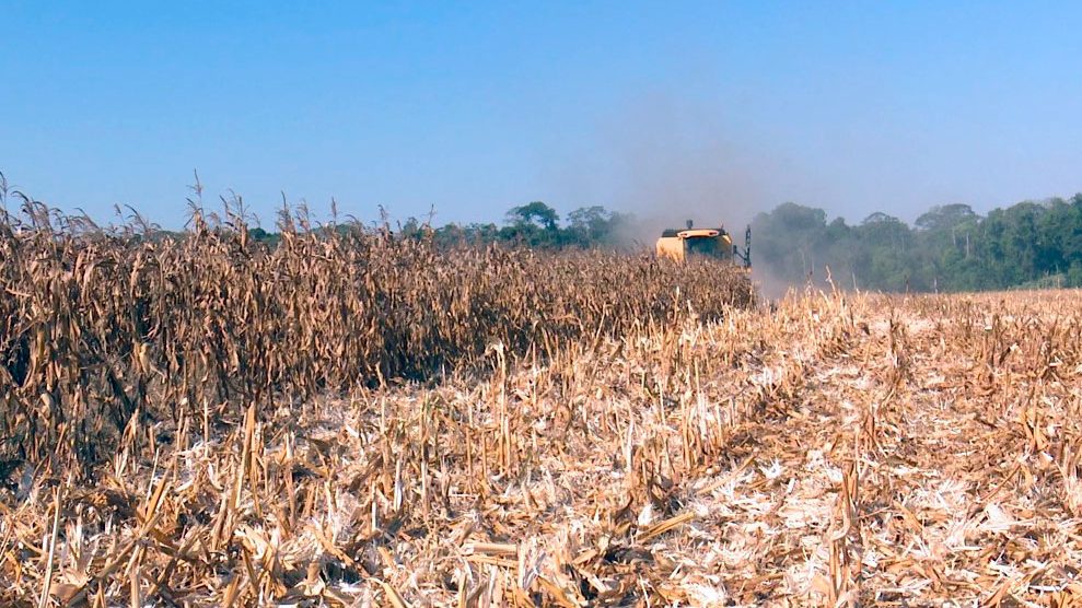 milho-colheita-gracc83os-sorriso-23-julho-2021-assessoria-989x556-1