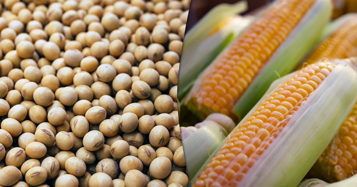 milho-e-soja milho-e- soja