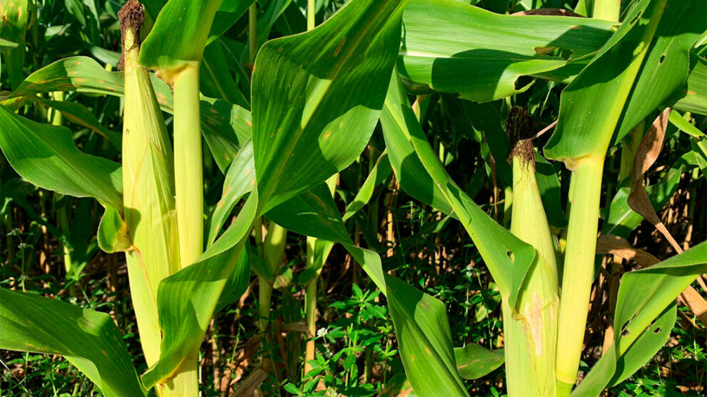 milho-plantio-sinop-4-abril-2022-socc81-noticc81cias-990x556-1