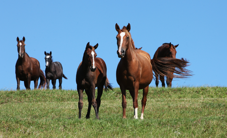 morno-mapa-equideos-legislacao Morno: Mapa publica nova legislação para prevenção, controle e erradicação