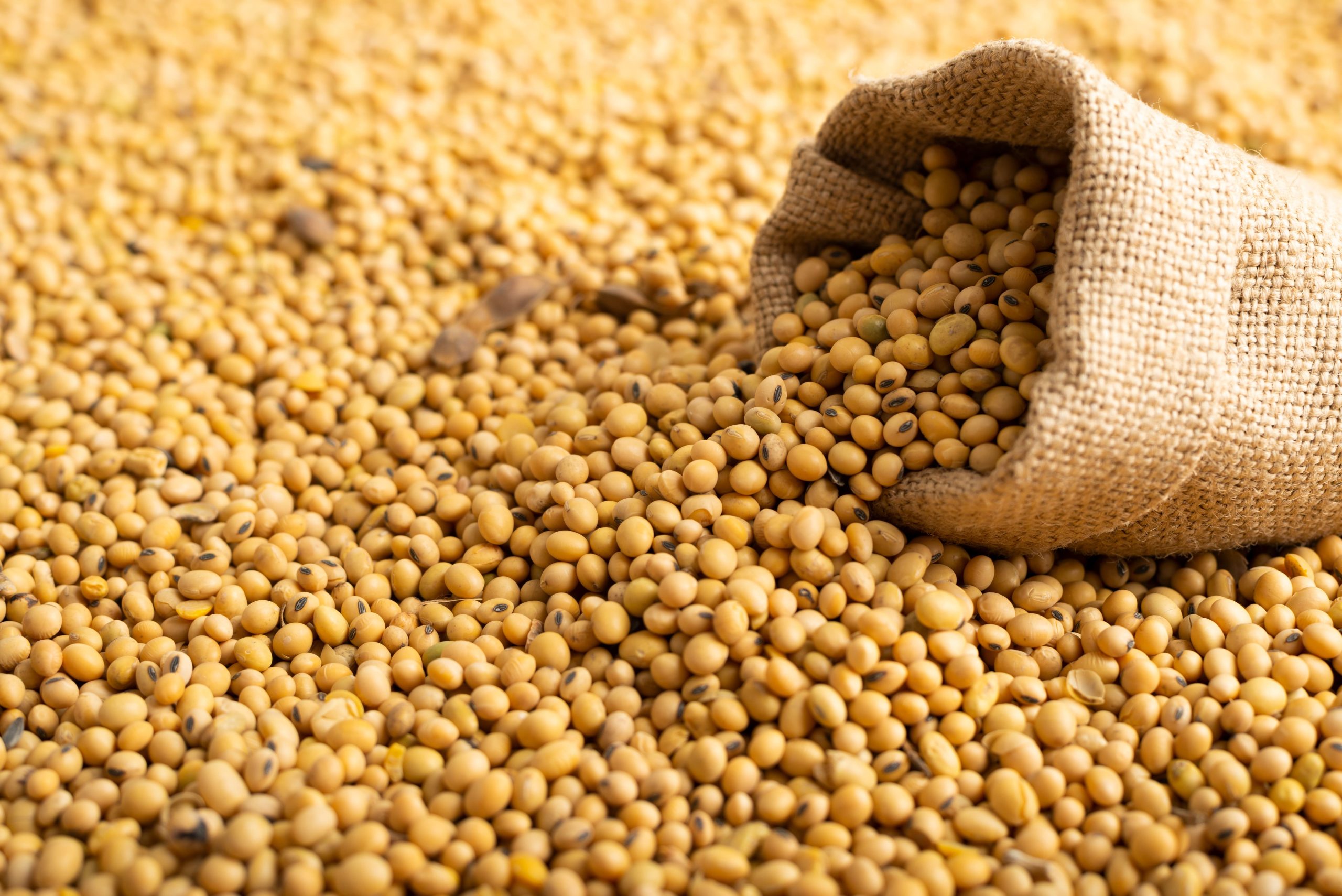 saca-de-soja-scaled-3 saca de soja