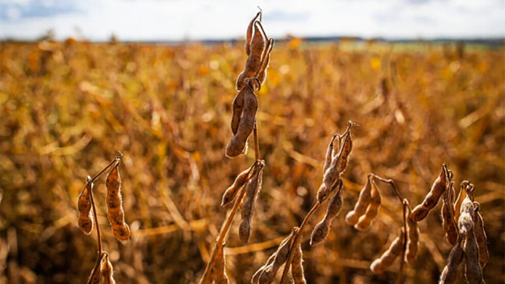 soja-fase-plantio-e-colheita-40-abril-2023-assessoria-990x556-2