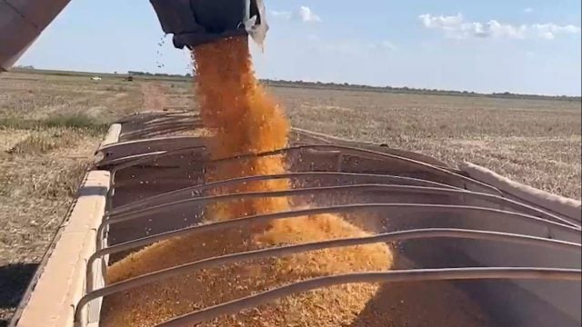 whatsapp-image-2023-06-16-at-12-46-08-640x360-1 milho