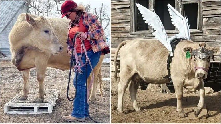 whatsapp-image-2023-07-04-at-18-57-46 vaca, ghost