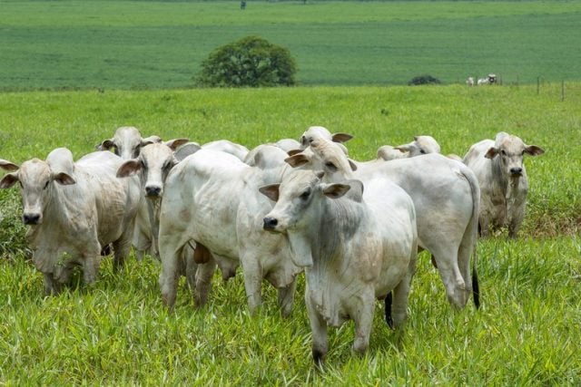 pecuária bovina, boi gordo, ferramenta