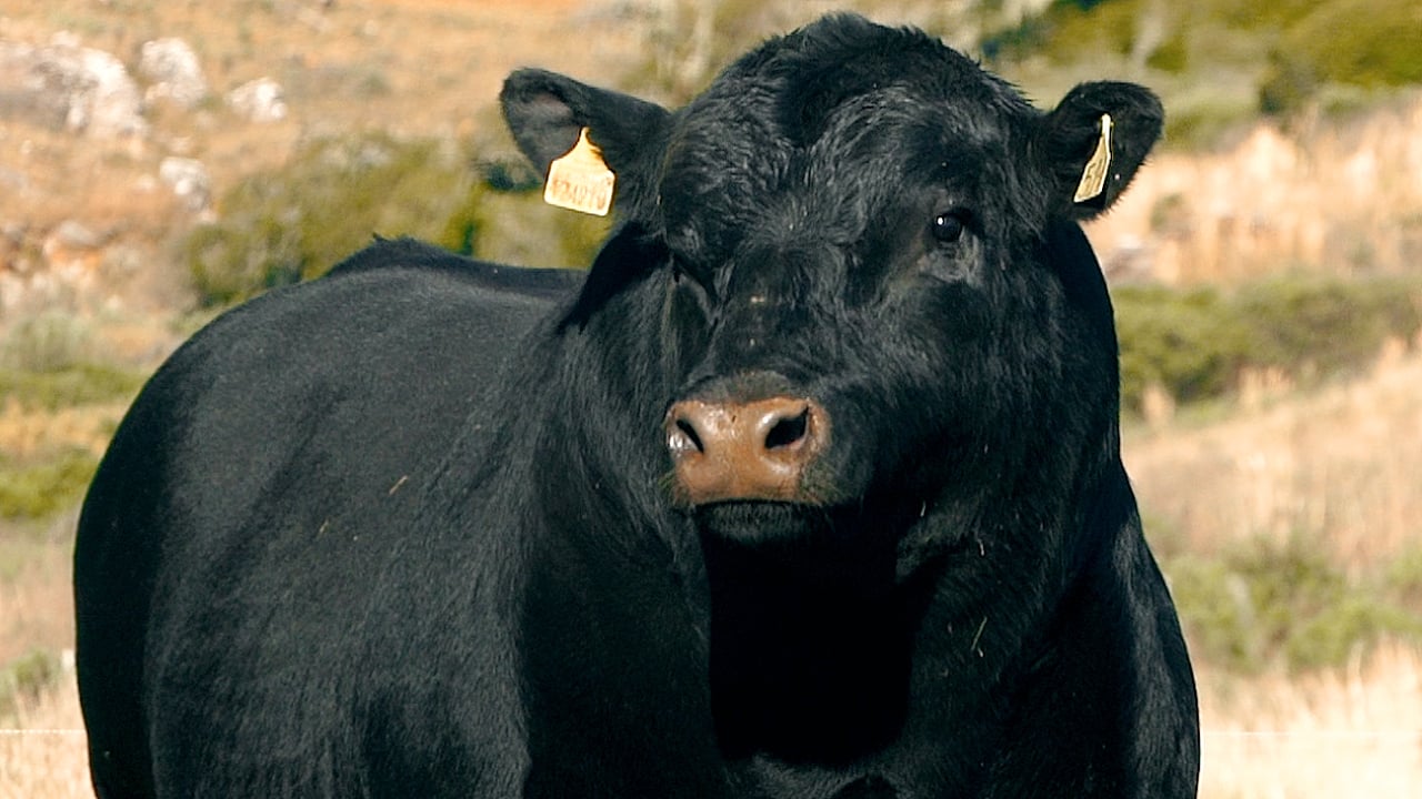 don-germano0 touro angus Don Germano