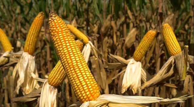 mais-milho-foto-leandro-balbino-canal-rural-mato-grosso1 mais milho foto leandro balbino canal rural mato grosso1