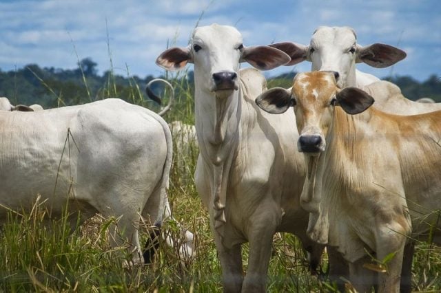 mal da vaca louca - adepará - ferramenta