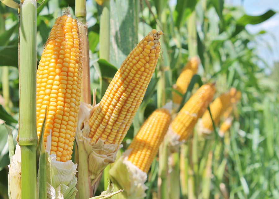 milho-1 Integração lavoura-pecuária ajuda a acumular carbono no solo