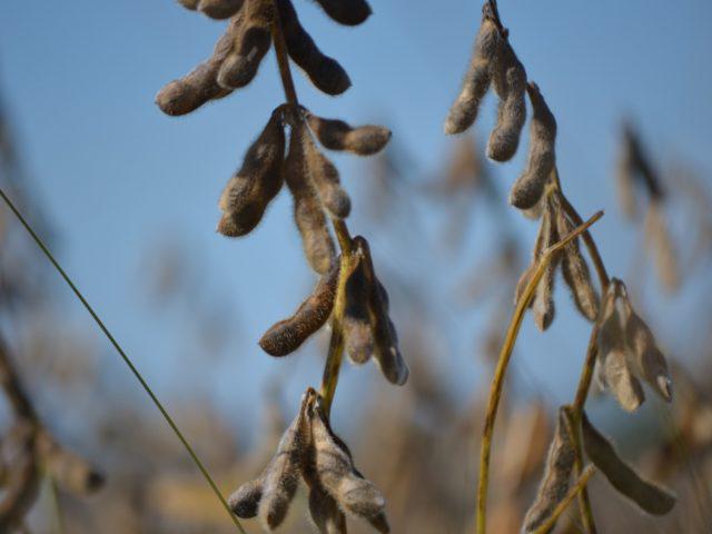 soybean-778177_1920-640x480-1 soja