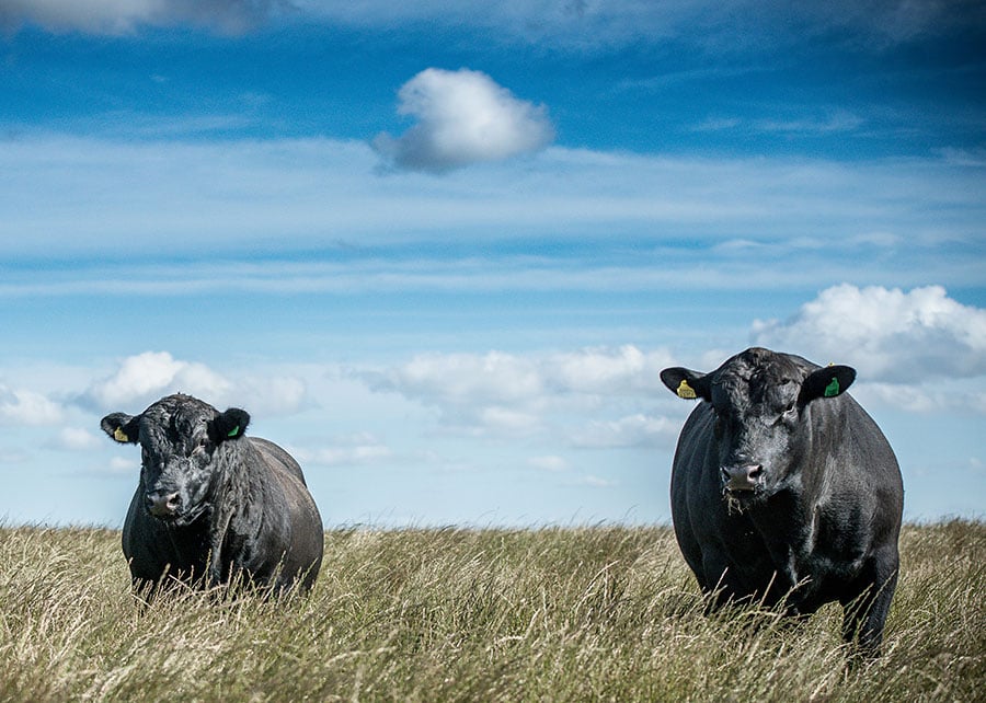 article-80 eficiência alimentar