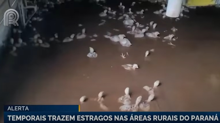 TEMPORAIS PARANÁ