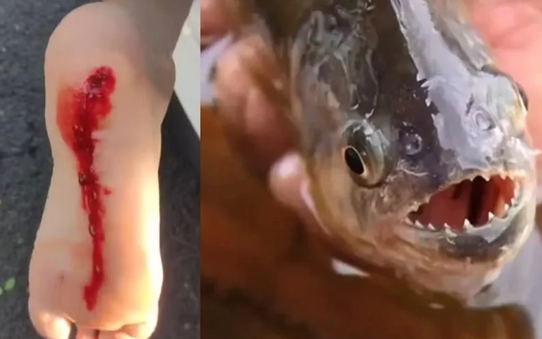 ataque piranhas (Copy)